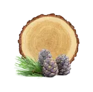 Zirbenholz Holzscheibe